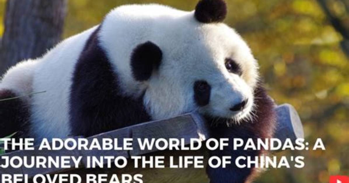 A Journey into His Adorable World
