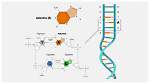 Adenine's Dance with Its Dna Partner