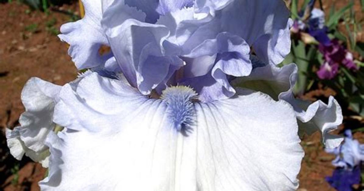 All About Angel Iris: a Heavenly Flower with Divine Beauty