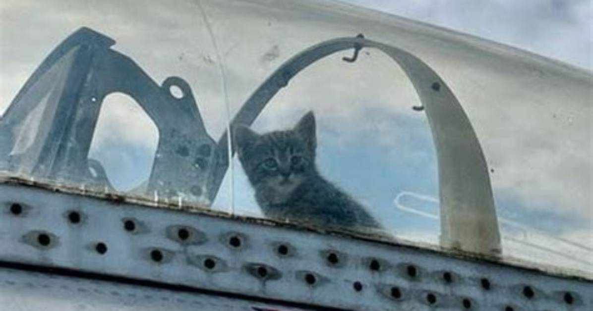 Aviation Museum Discovers Litter of Kittens Born in Historic Plane and Helps Rescue the Cats