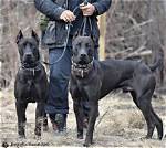 Borz Hund: the Majestic Canine Companion