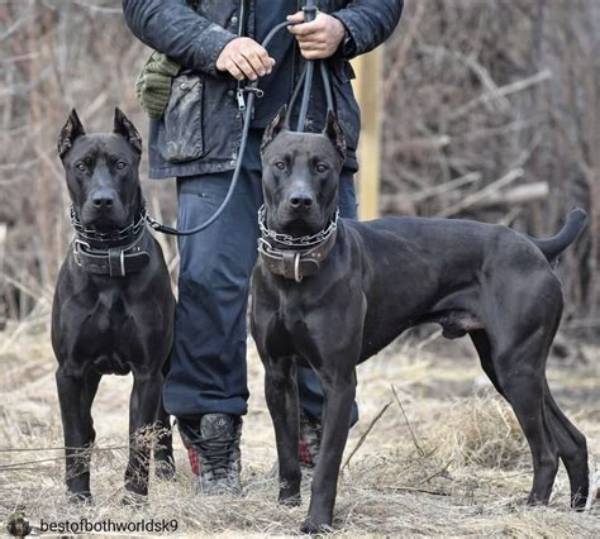 Borz Hund: the Majestic Canine Companion