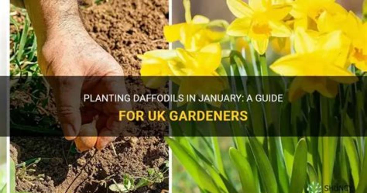 Can You Plant Daffodils This January?