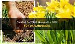 Can You Plant Daffodils This January?