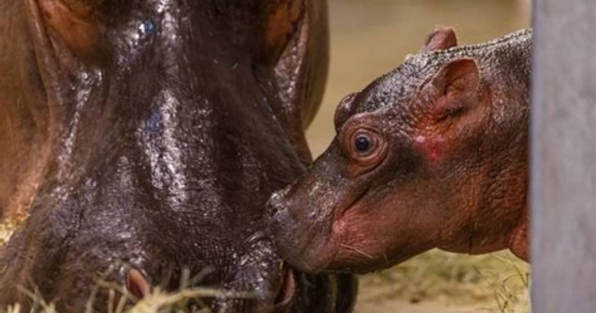 Dallas Zoo Welcomes ‘Much-Anticipated’ Baby Hippo: ‘We Are Thrilled’