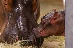Dallas Zoo Welcomes ‘Much-Anticipated’ Baby Hippo: ‘We Are Thrilled’
