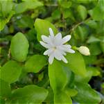 Discover Jasmine Fiore, the Ultimate Guide to Flower Beauty
