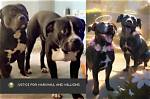 Discover Millions of Marshall Dogs: Your Ultimate Guide