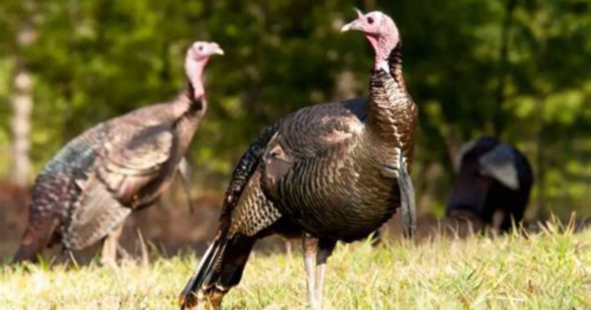 Discover the Best of New Hampshire Turkey Restaurants