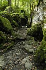 Discover the Enchanting Newmans Preservatory Trail