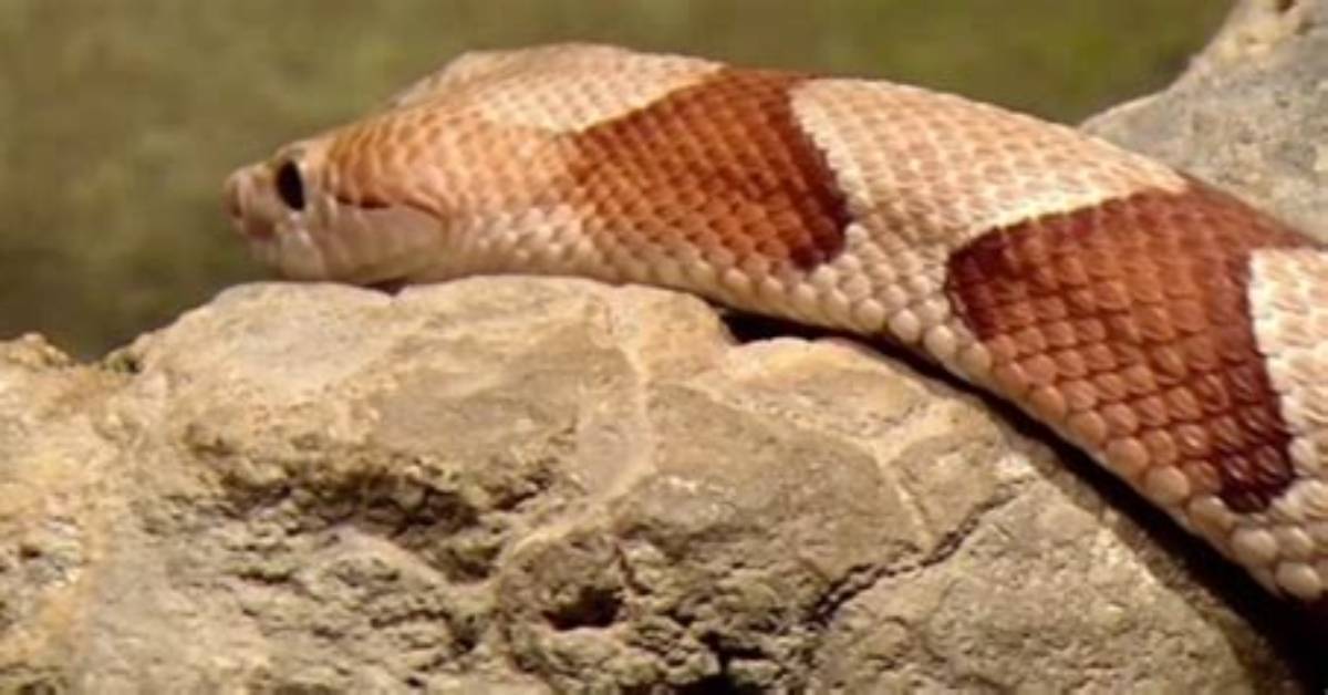 Discover the Fascinating World of Ozark Snakes