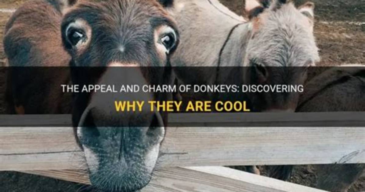 Discovering the Charm of Baby Donkeys