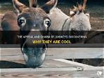 Discovering the Charm of Baby Donkeys