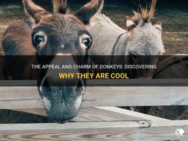 Discovering the Charm of Baby Donkeys