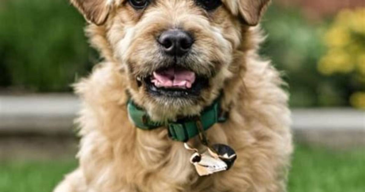 Discovering the Goldendoodle Pug Mix: a Unique Canine Companion