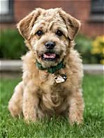 Discovering the Goldendoodle Pug Mix: a Unique Canine Companion