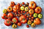 Discovering the Richness of Tomatoes Delmonico