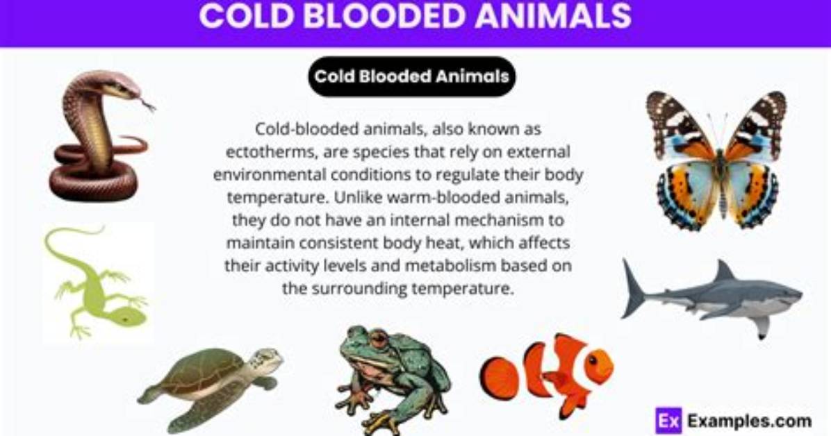 Do Cold-Blooded Reptiles Regulate Their Body Temperatures?