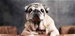 Elderly Pug: Caring for the Needs of Aging Pugs