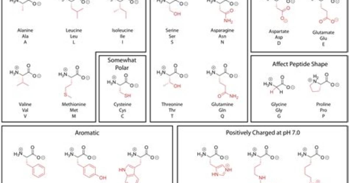 Essential Guide to Polar Amino Acids: Properties and Functions