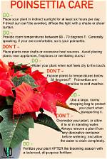 Essential Poinsettia Care Tips for Outdoor Thriving in Florida