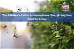 Everything You Need to Know About Mosquitoes on the Beach