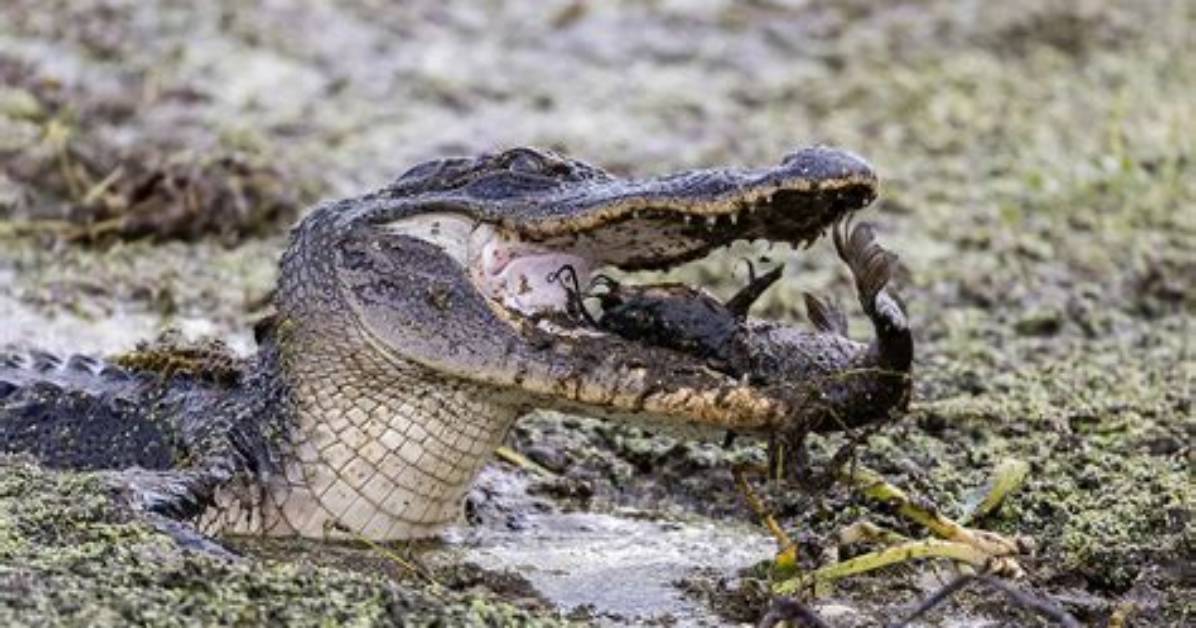 Exploring the Alligators in Lake Norman: Myths and Realities