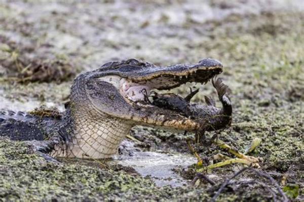 Exploring the Alligators in Lake Norman: Myths and Realities