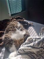 Exploring the Depths of Meme Disappointment