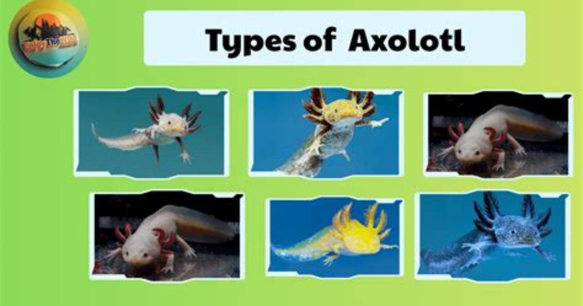 Exploring the Fascinating World of Axolotl Types