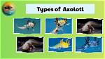 Exploring the Fascinating World of Axolotl Types