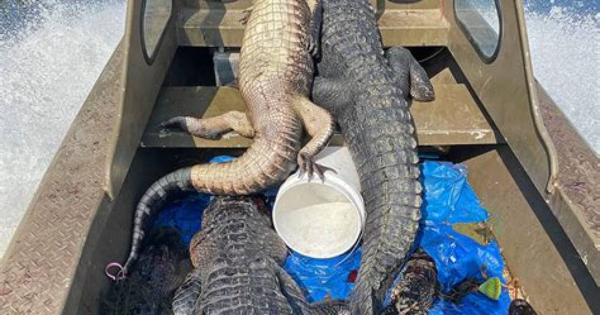 Exploring the Thrills of Alligator Season in Louisiana