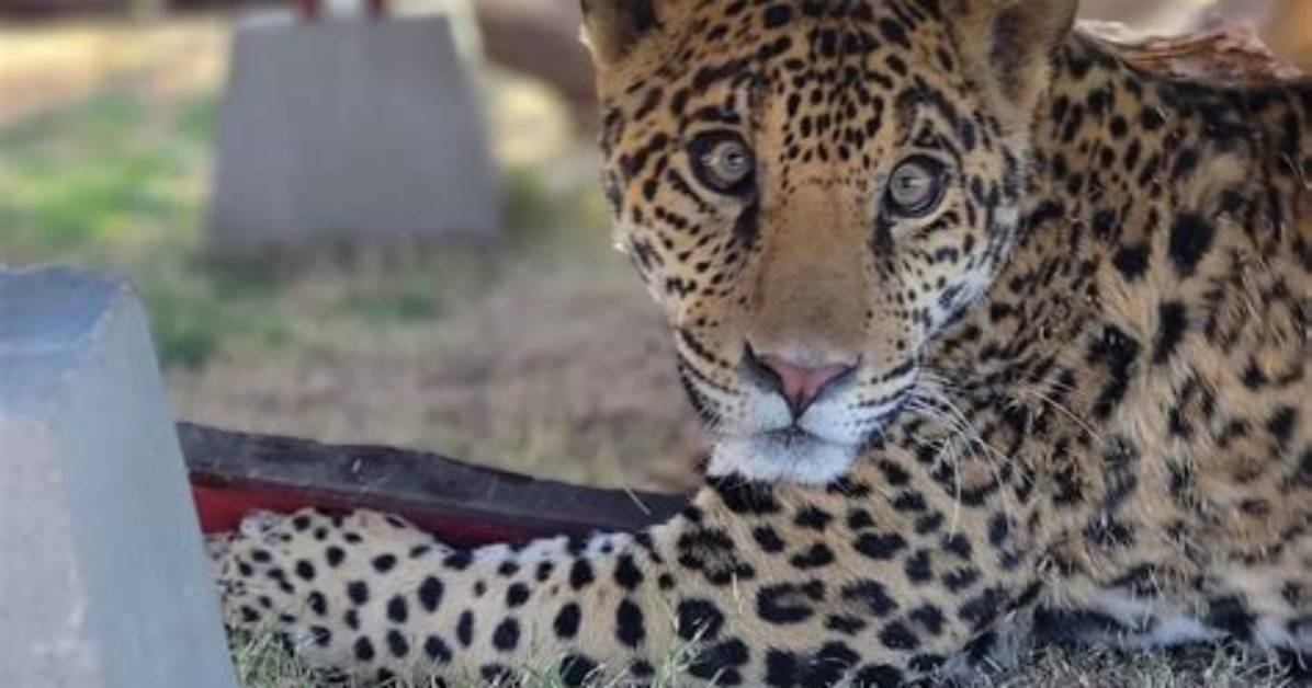 ‘Filthy’ Jaguar Cub Abandoned Outside California Sanctuary Is Thriving and Happy a Year Later