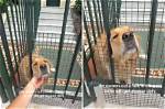 Golden Retriever Loves Greeting Neighbors from the Roof of Texas Home: ‘Never Met a Stranger’
