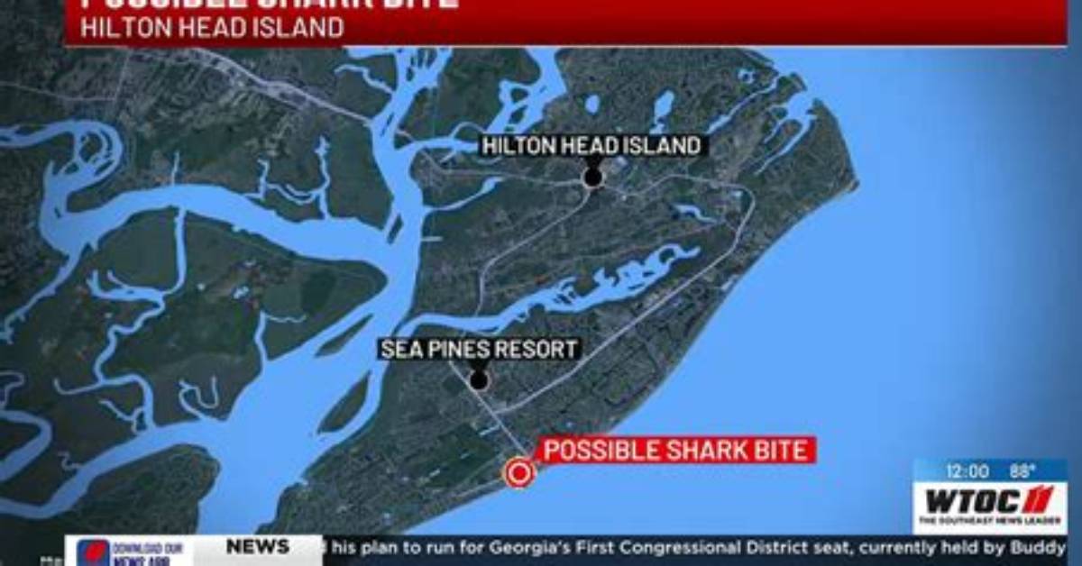 Hilton Head Shark Bite: Everything You Need to Know