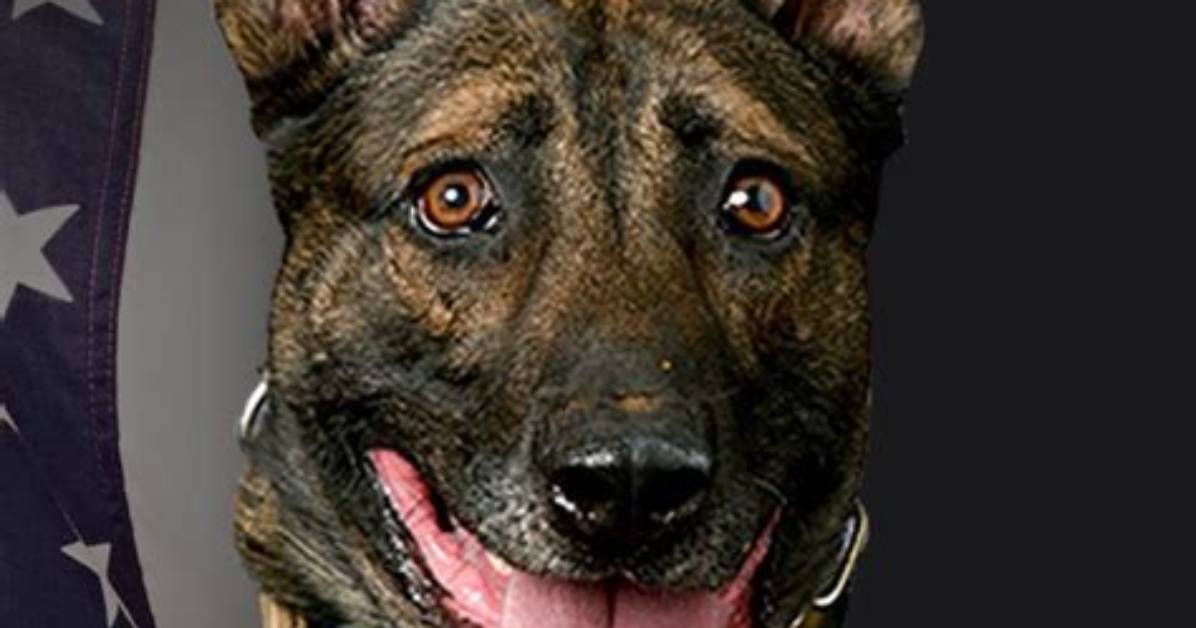 How Did Lasd K9 Jack Die? Killed by Suspect During Barricade in Gardena Explained