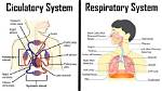 How the Respiratory and Circulatory Systems Work Together: an Essential Guide