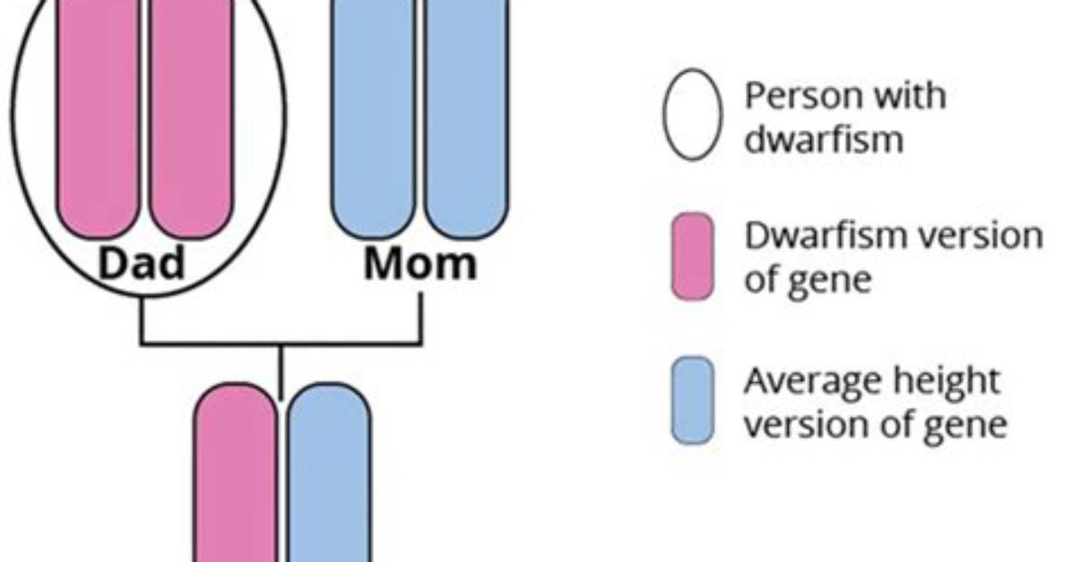 Is Dwarfism Inherited? the Truth About Peter Dinklage's Children