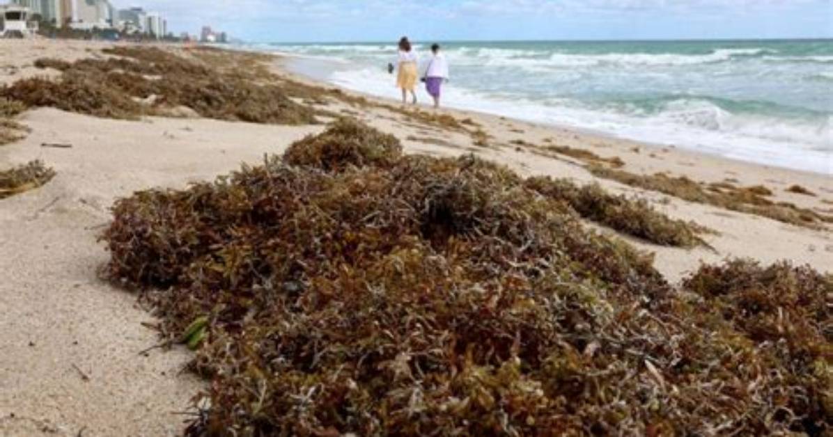 Is Sargassum Dangerous? Massive Seaweed Blobs in Florida Leads to Daily Beach Cleaning