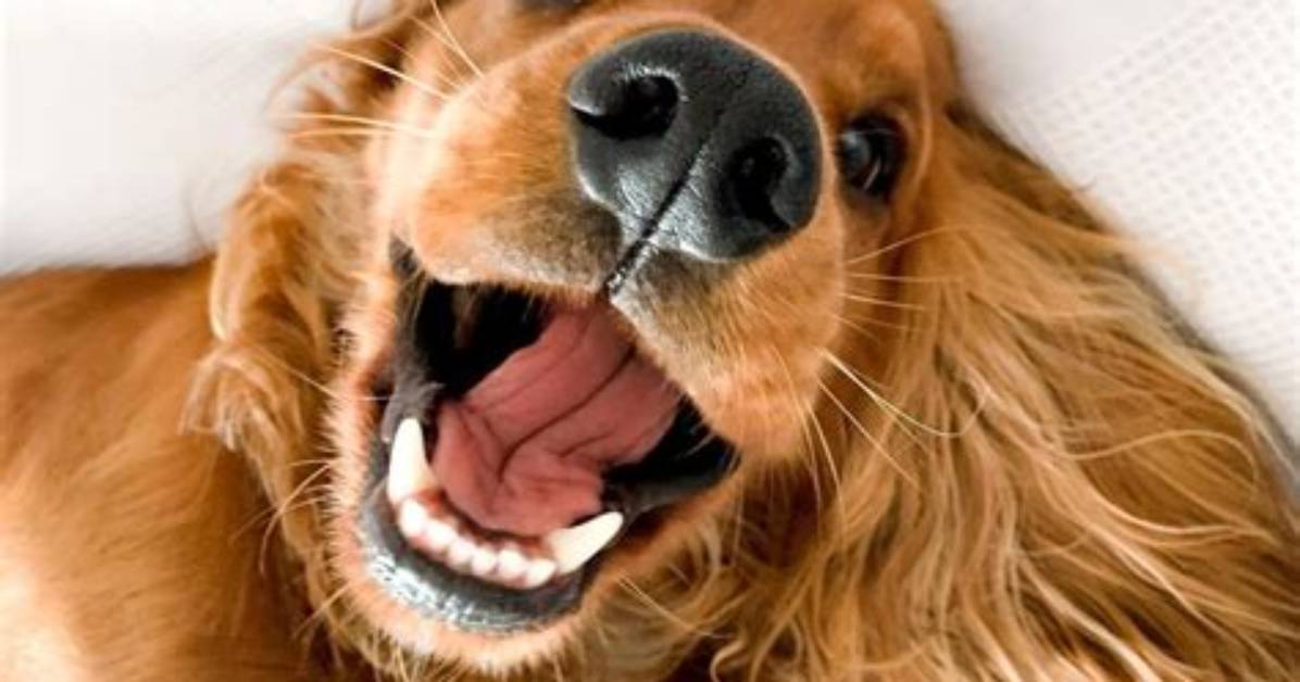 Laugh Your Way into the Weekend with Friday Jokes
