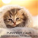 Listen to the Purrfect Harmony: the Soothing Mew of a Kitten