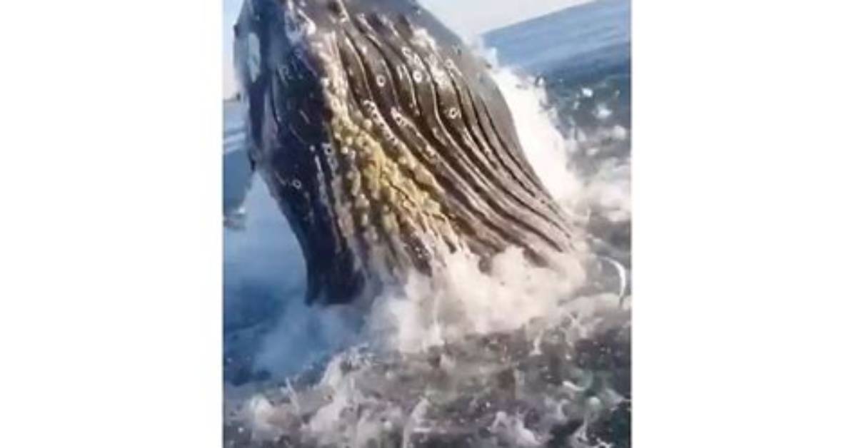 Man Captures ‘Epic’ Footage of Breaching Whale Knocking Against Boat While Father Was Fishing