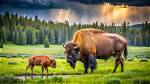 Mesmerizing Moments: Witnessing the Yellowstone Calf
