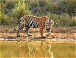 Mp’s Tiger Reserves Will Welcome Tourists from Oct 1
