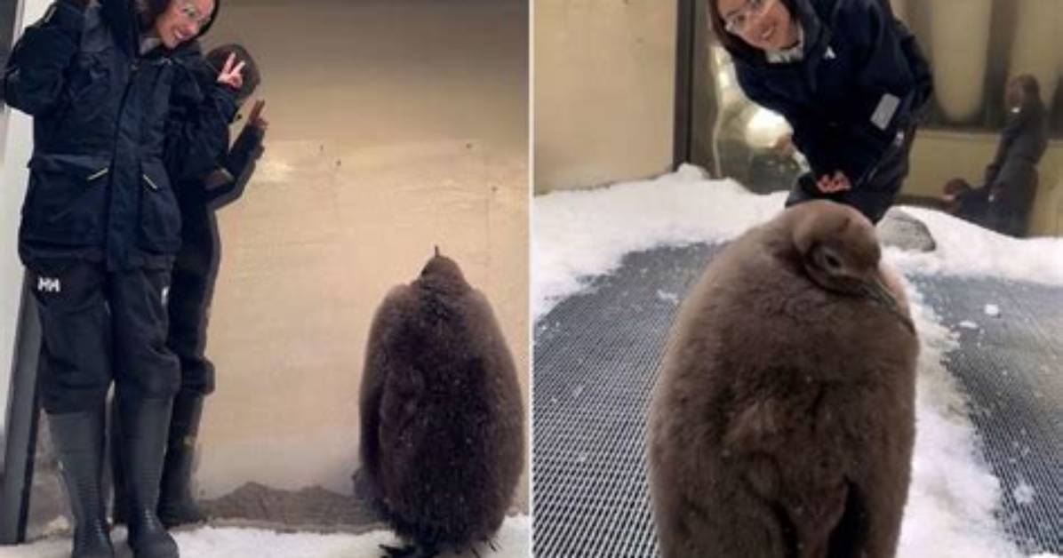 Olivia Rodrigo's Adorable Furry Friends: a Glimpse into Her Pets' Lives