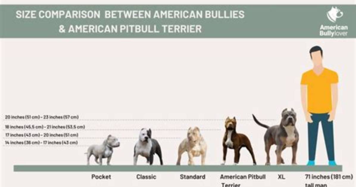 Pitbull Height: Understanding the Size and Build of This Beloved Breed