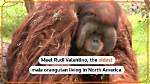 Rudi Valentino, North America’s Oldest Male Orangutan Dies at 45