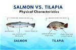 Salmon vs Tilapia: Uncover the Surprising Truths
