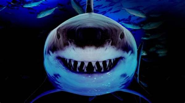 Sharks Scare Easily When They Face Undertakers