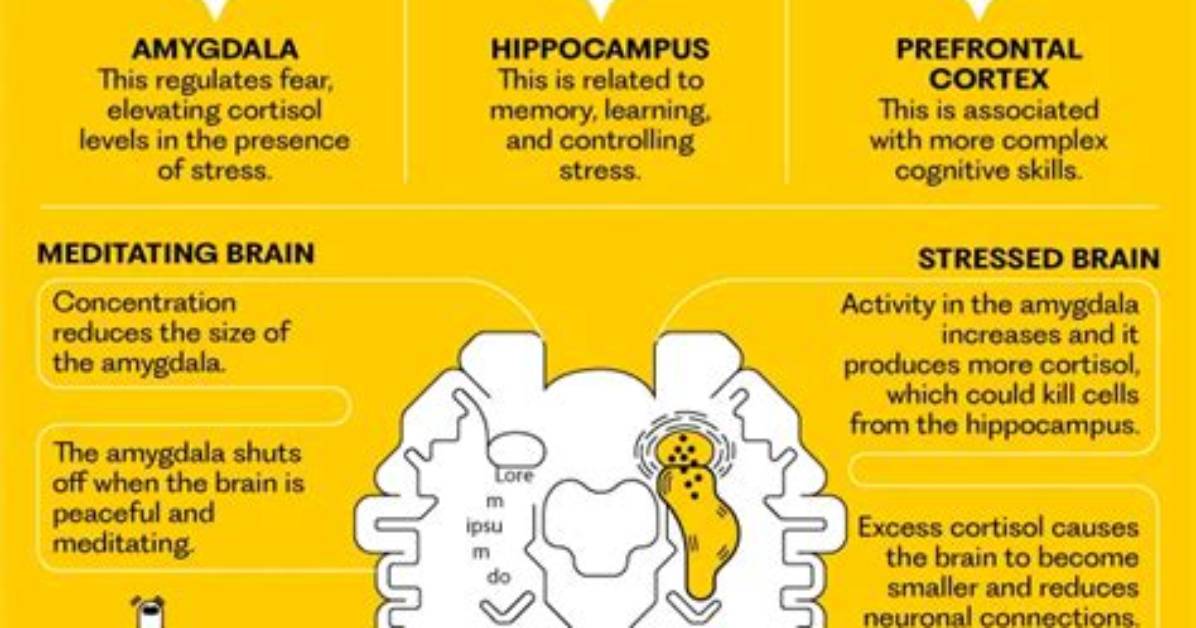 Stress, the Brain, and Beyond